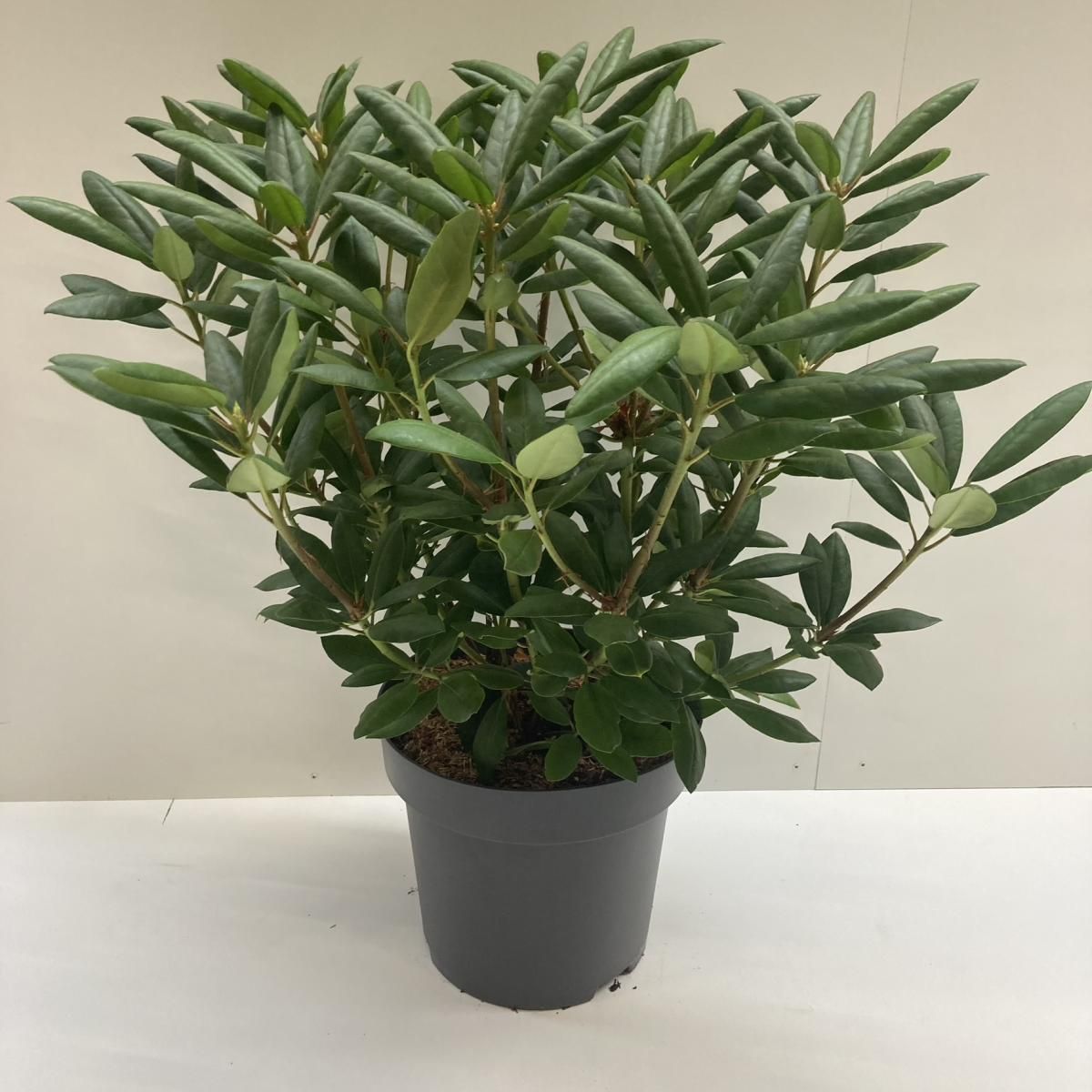 Rhododendron 'Roseum Elegans', D 32