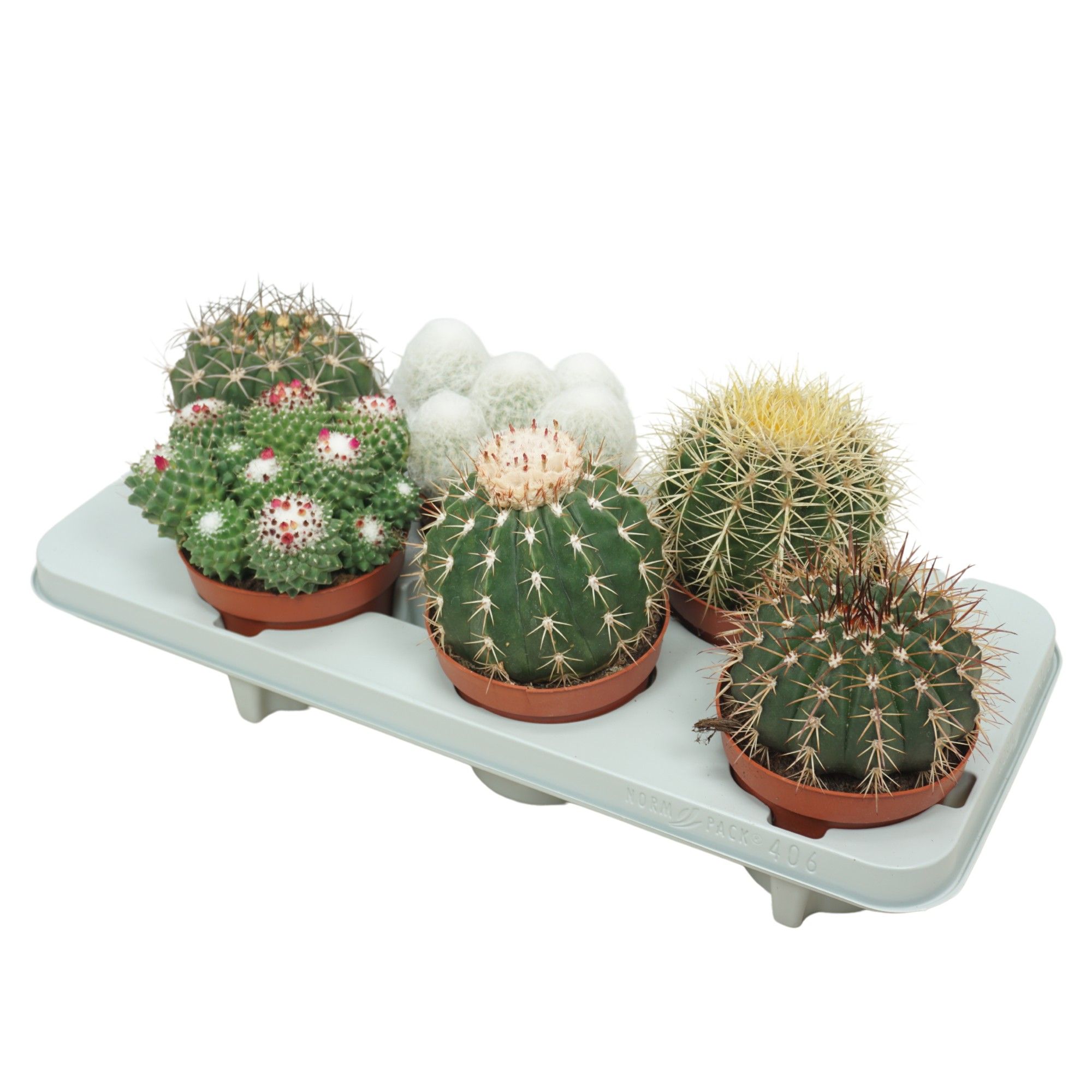Bolcactus mix 13 cm, D 13