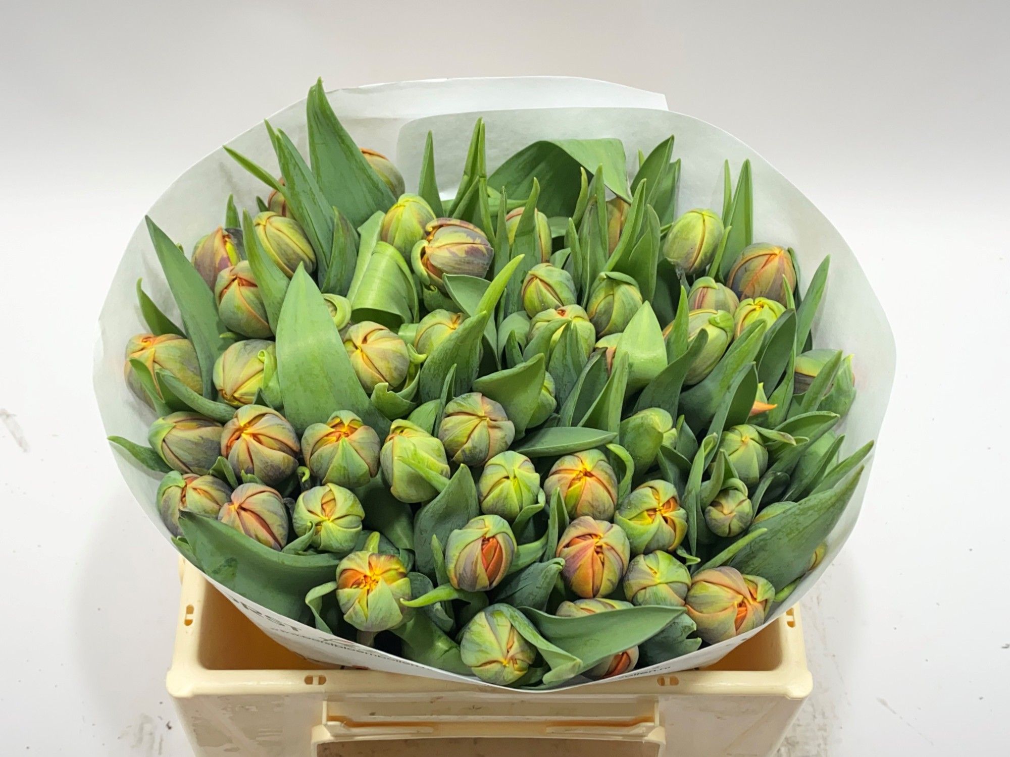 Тюльпан дв. Оранж Принцесс (оранж.), шт.