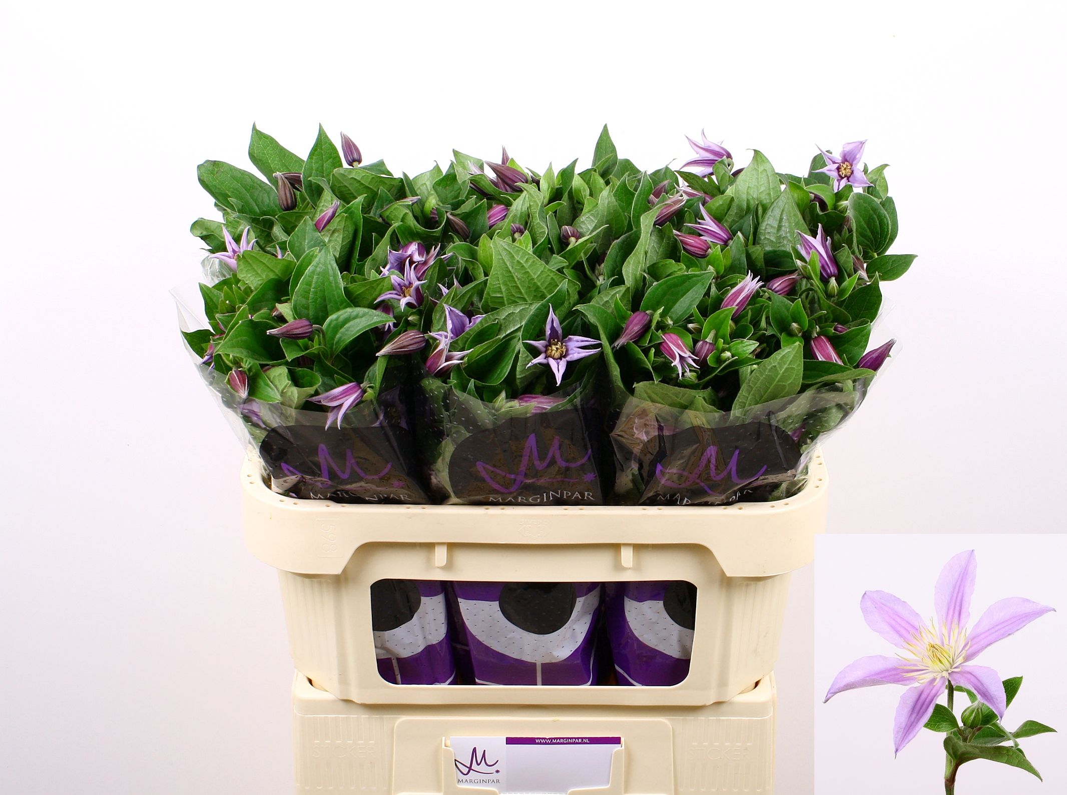 Клематис Стар Ривер 70, шт.