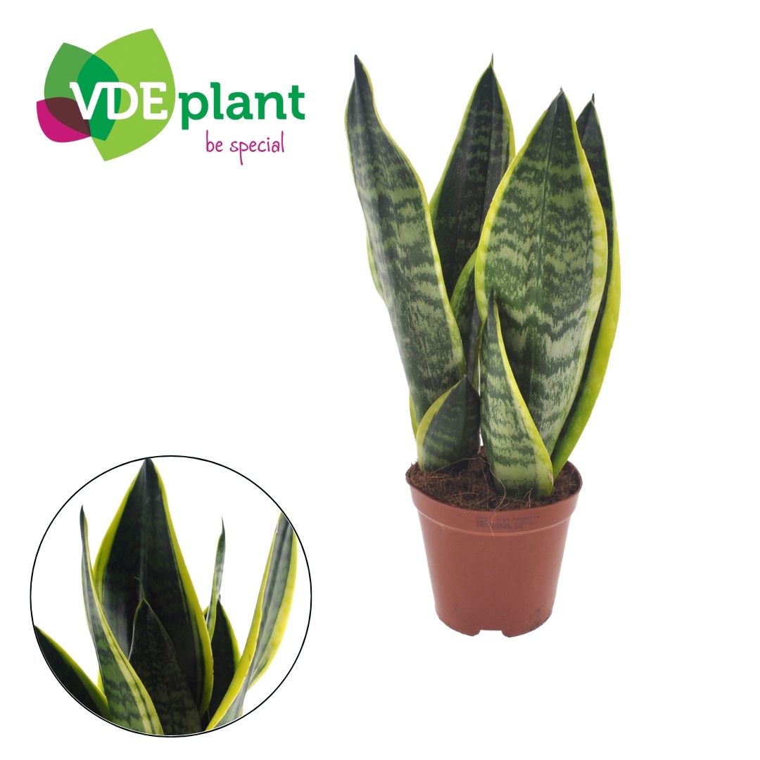 Sansevieria Futura Superba, D 12