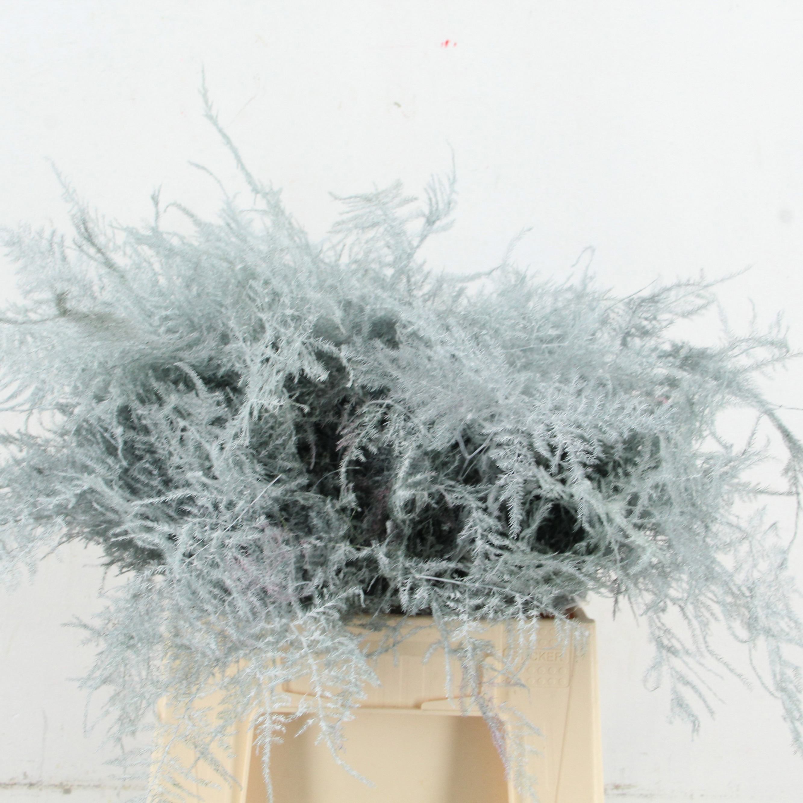 Аспарагус Овериг Крашеный (краш. ) 45, шт.