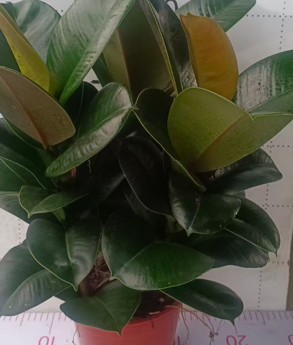 Фикус 180 Грин Даймонд, три плантс виз поинтед лифс 18 50