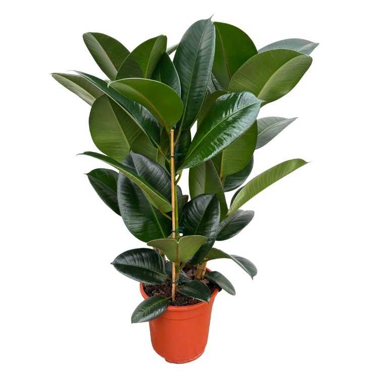 Ficus Elastica 'Robusta' toef - 80cm - 3PP, D 21