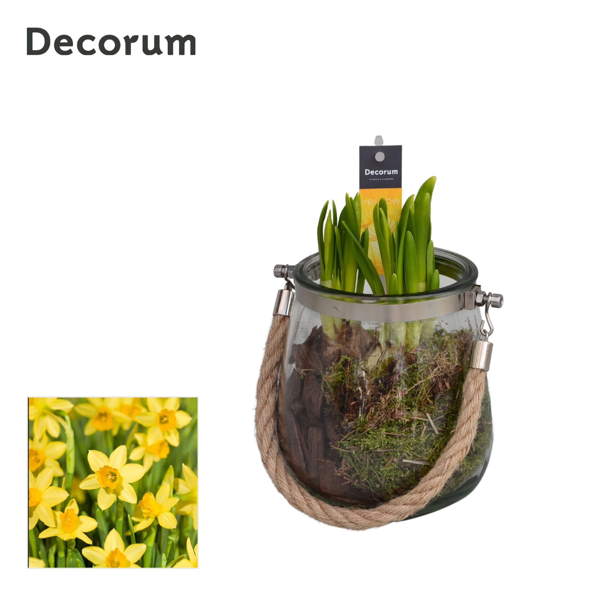 Narcis Glas met Touw HL13803N, D 13