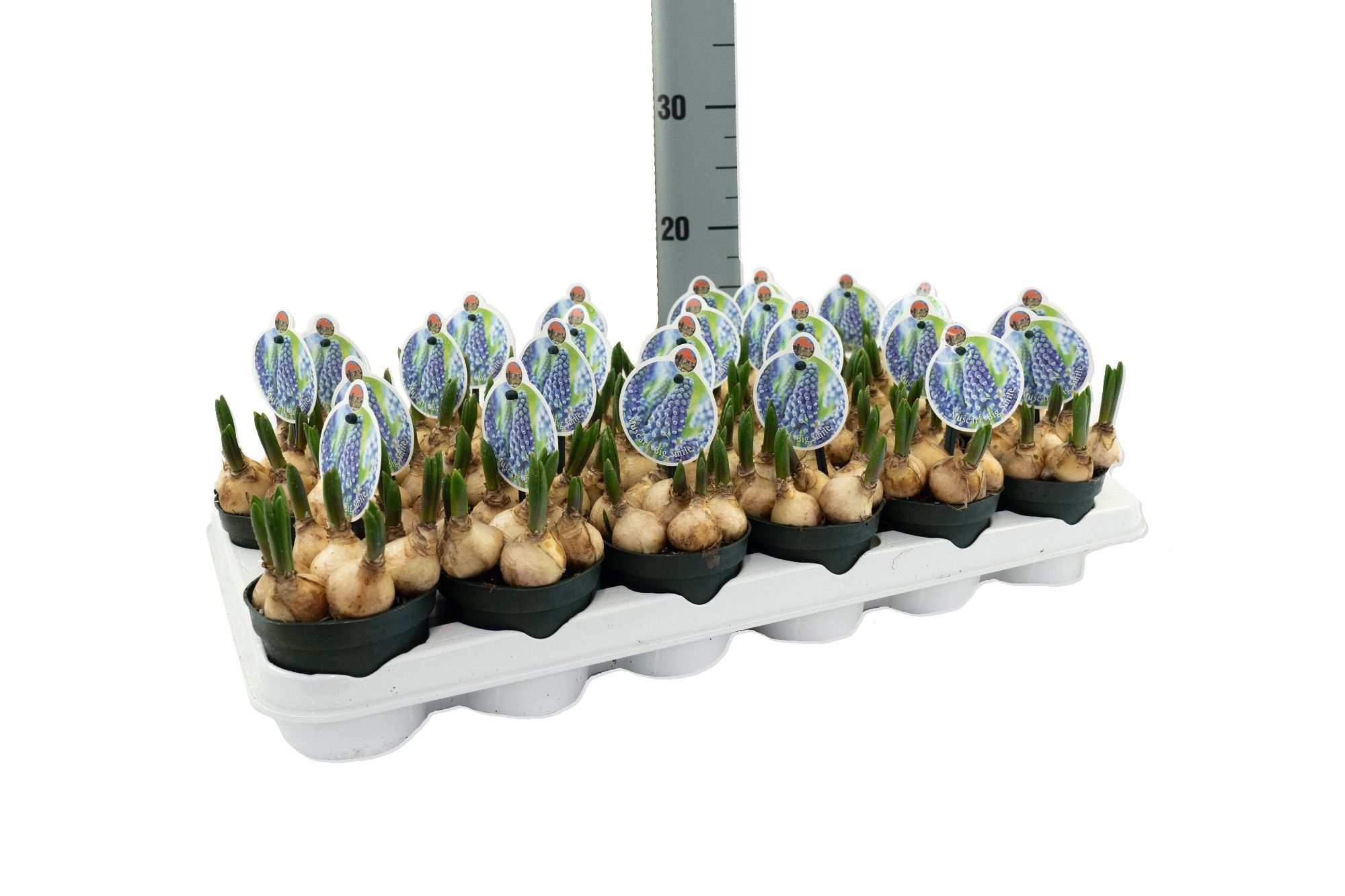 Muscari Big Smile, D 9