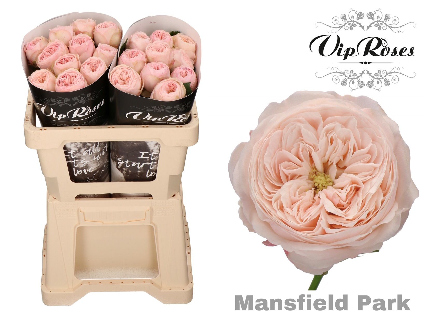 Роза од. KL Мансфилд Парк 50, шт.