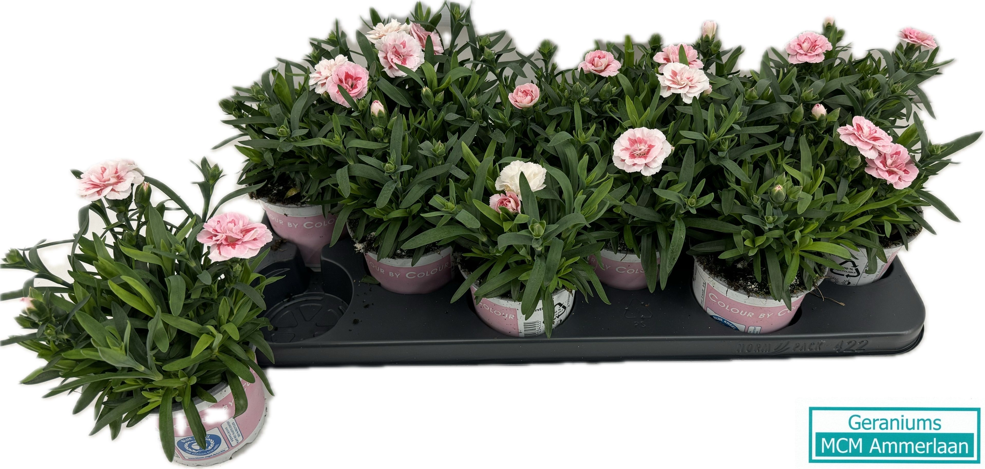 Dianthus Osc Light Pink, D 10,5
