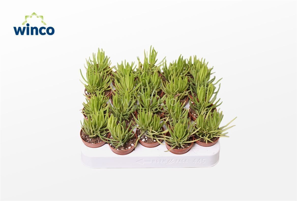 Senecio Barbertonicus (himalaya), D 5,5 cm