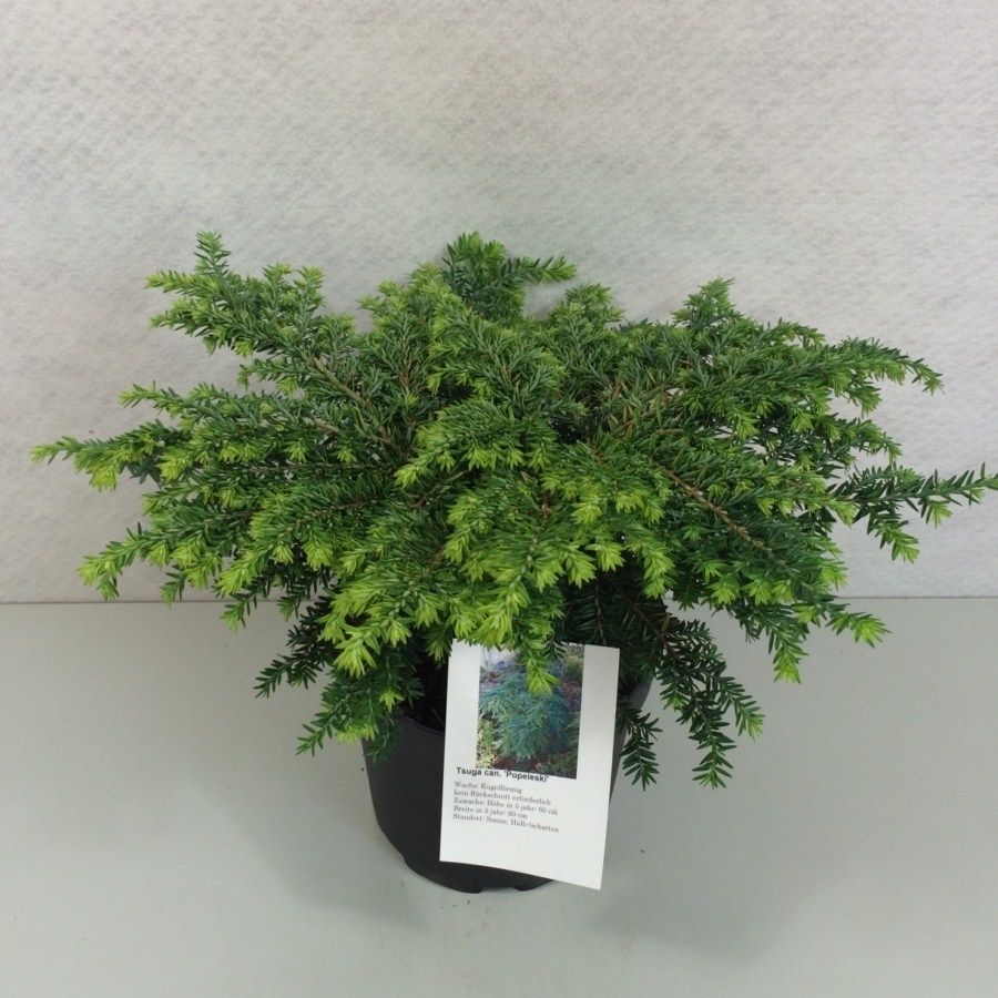 Tsuga canadensis 'Popeleski', D 19