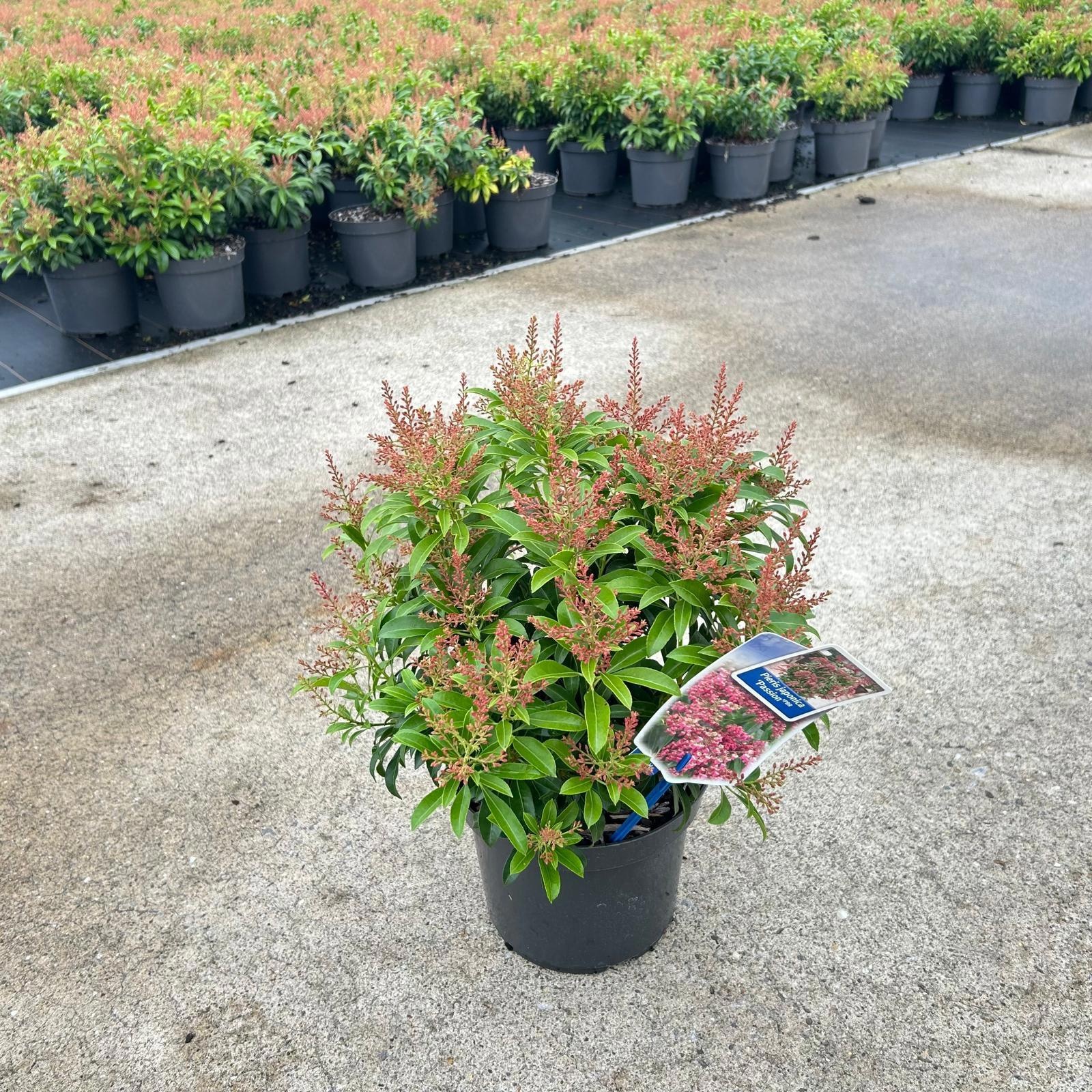Pieris jap. 'Passion' PBR, D 19 cm