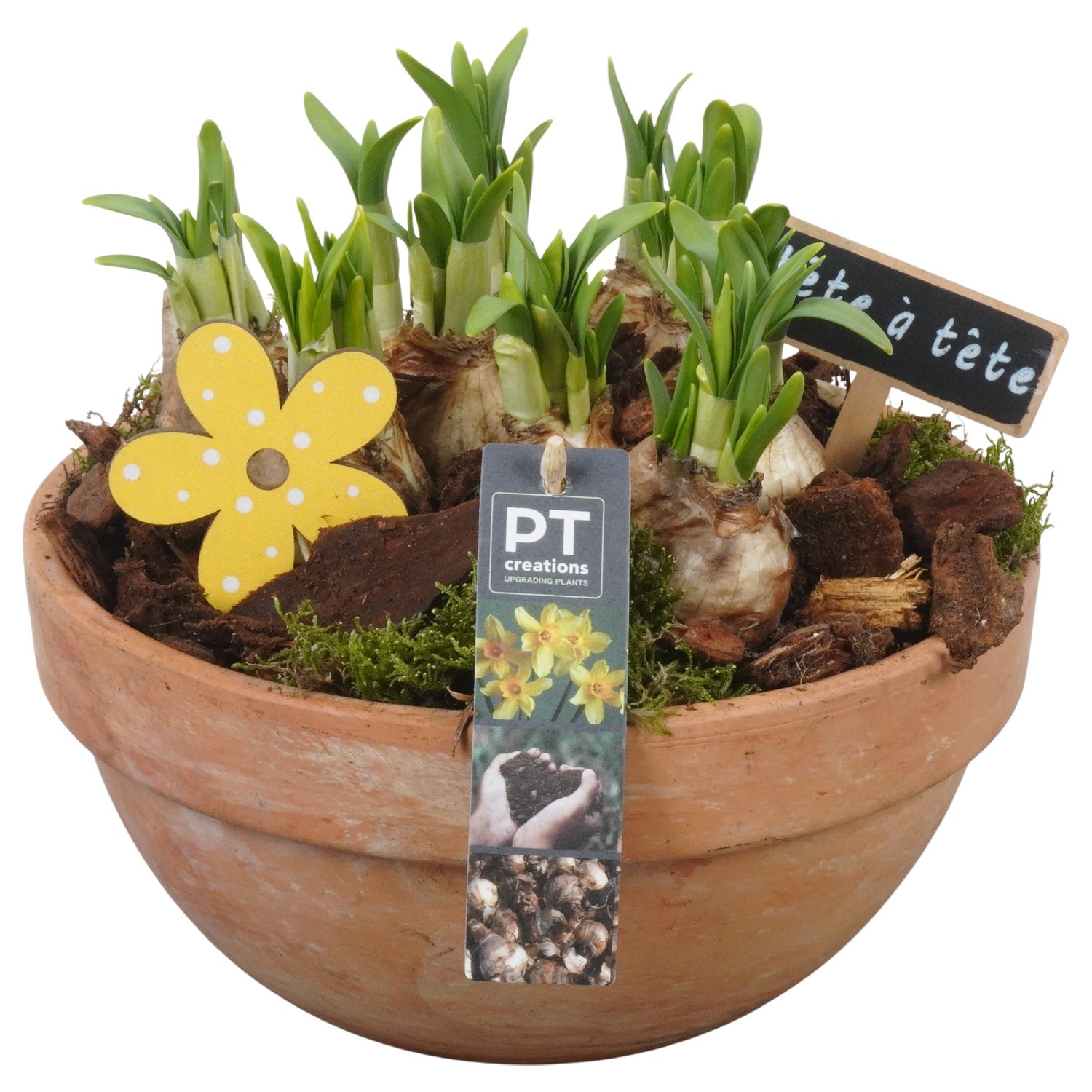 PTN8675 Arrangement Narcissus in terracotta schaal, D 23
