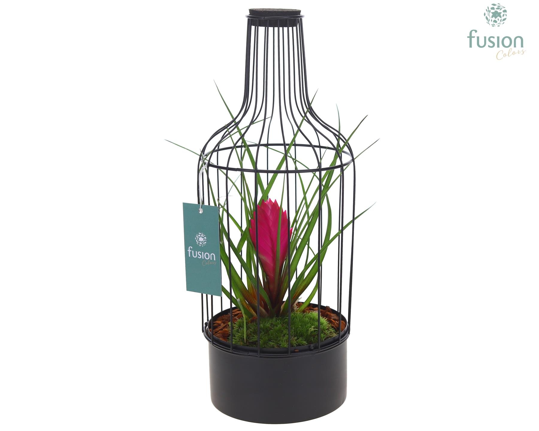 Metaal fles zwart Medium met Tillandsia Flabellata, D 15