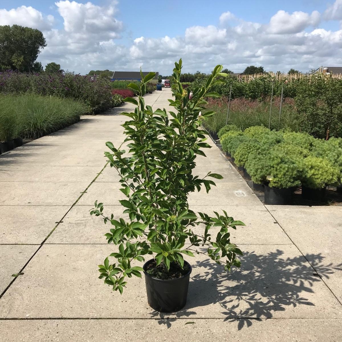 Magnolia soulangeana, D 40