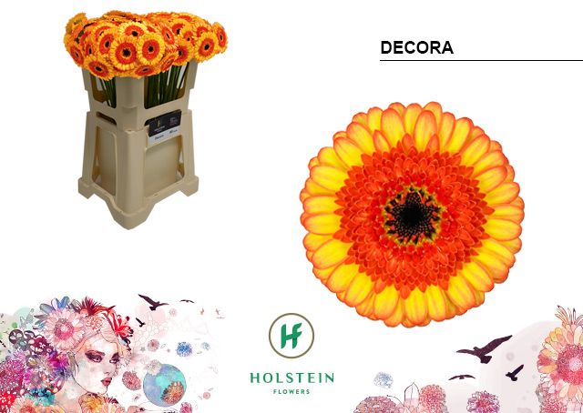 Гермини Дэкора, шт.