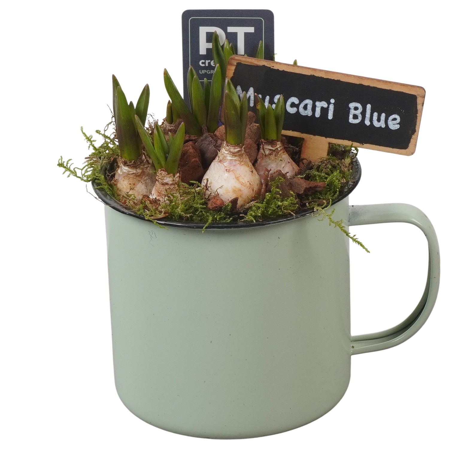 PTMB6141 Arrangement Muscari Blue in zink pot, D 10