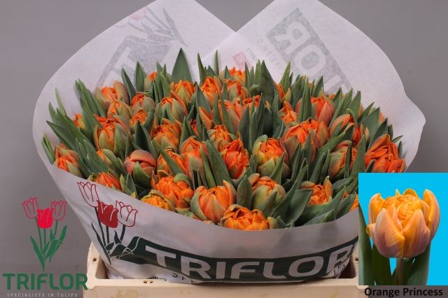 Тюльпан дв. Оранж Принцесс (оранж.), шт. Тюльпан дв. Оранж Принцесс (оранж.), шт.