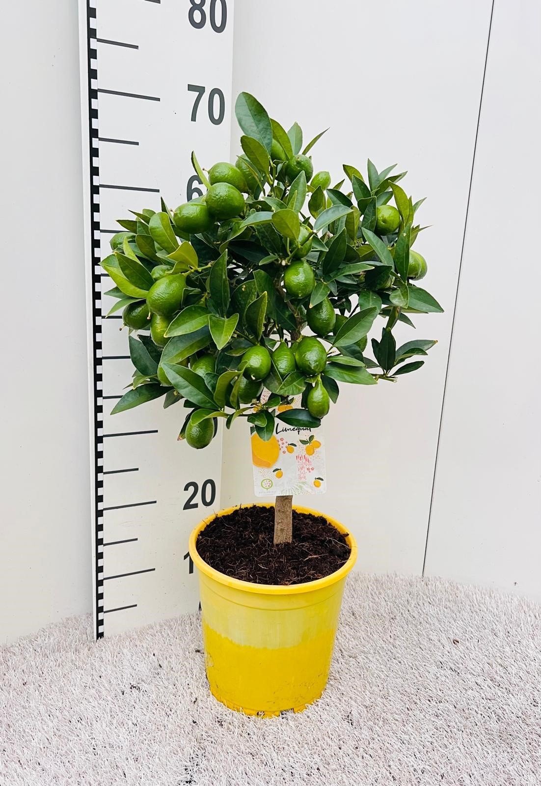 Citrus floridana Limon stem, D 20