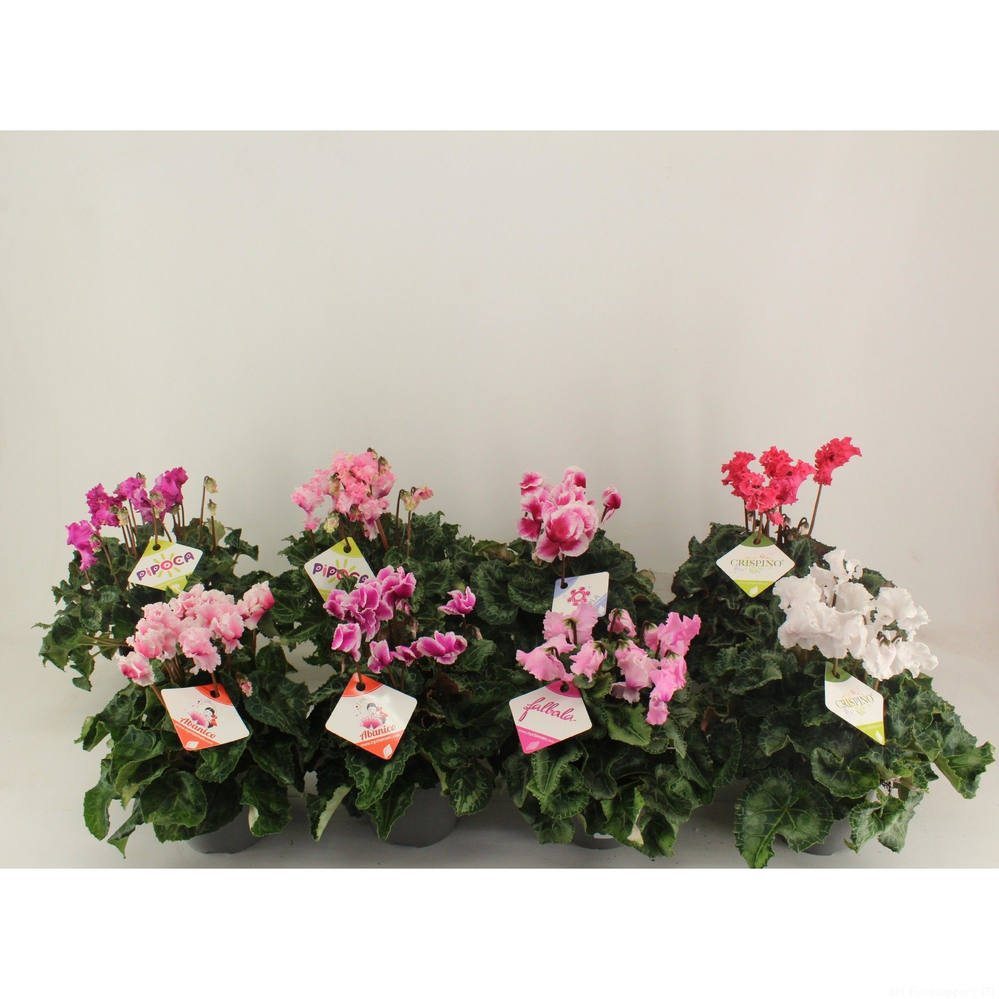 Cyclamen Specialties mix, D 13 cm