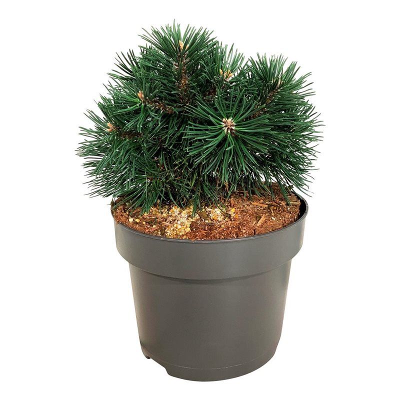 Pinus mugo 'Green Pearl', D 21