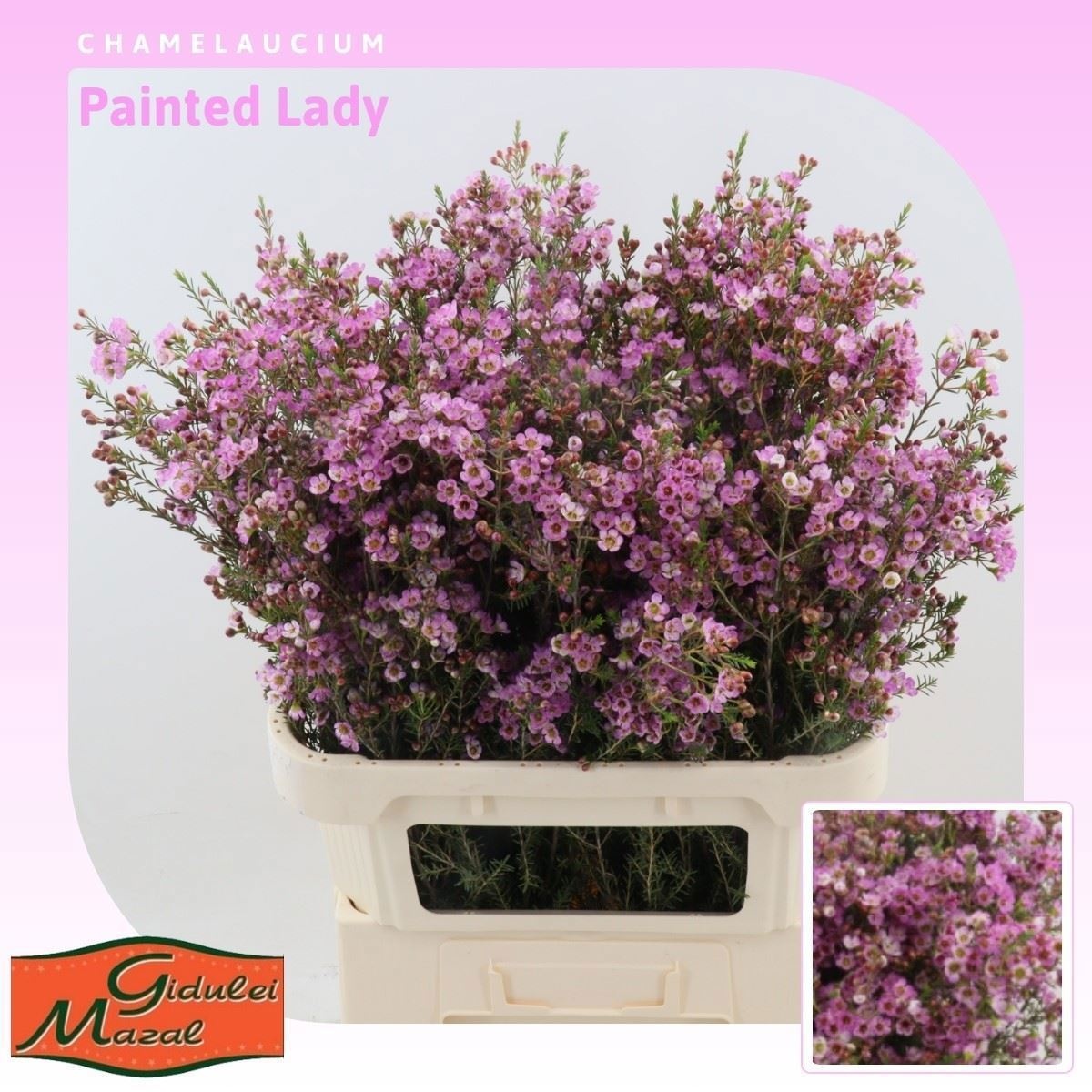 Шамелациум Пэйнтед Леди 80, шт.