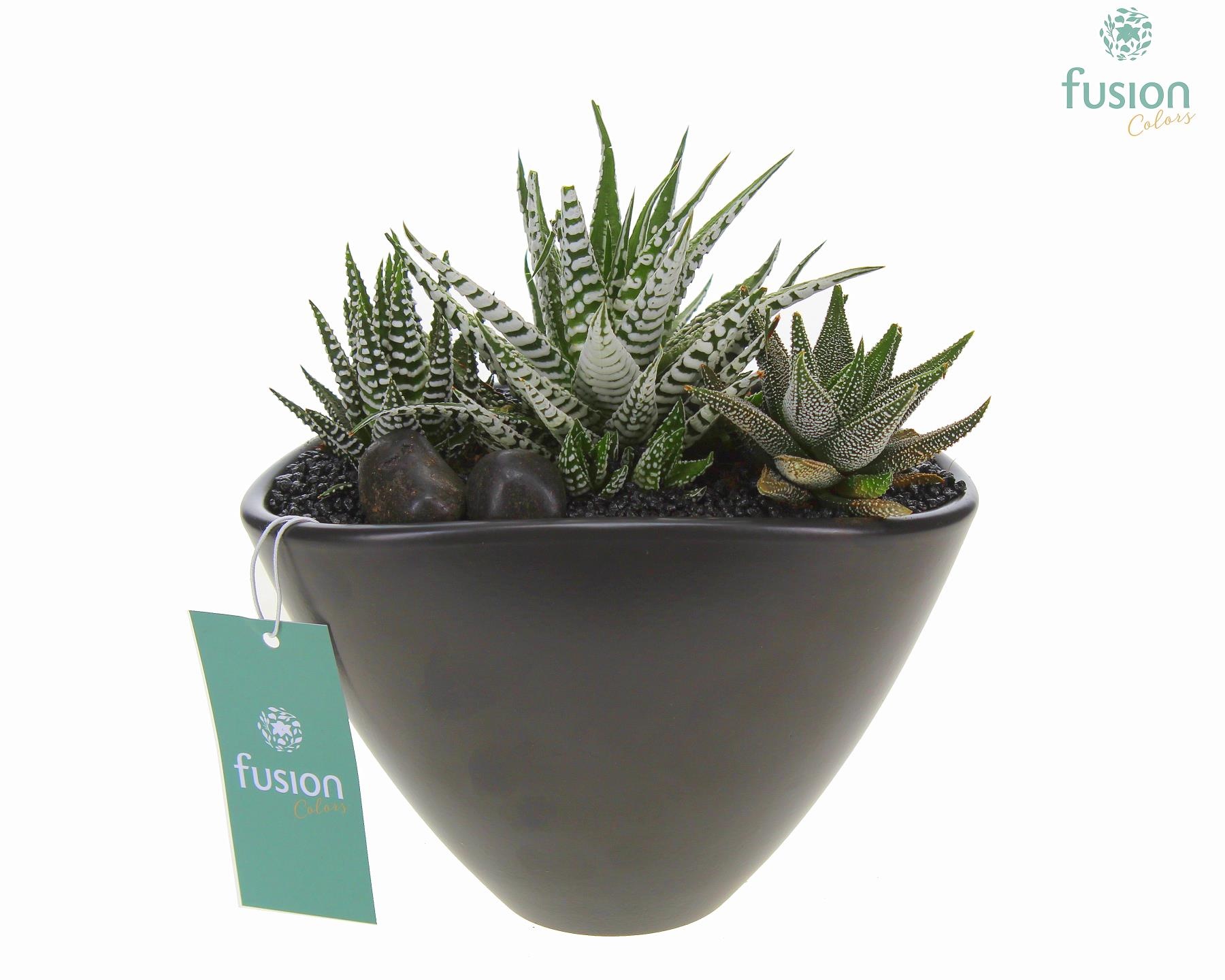 Pot keramiek Ovaal Medium zwart met Haworthia, D 18