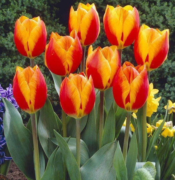 Tulipa Flair, D 10,5