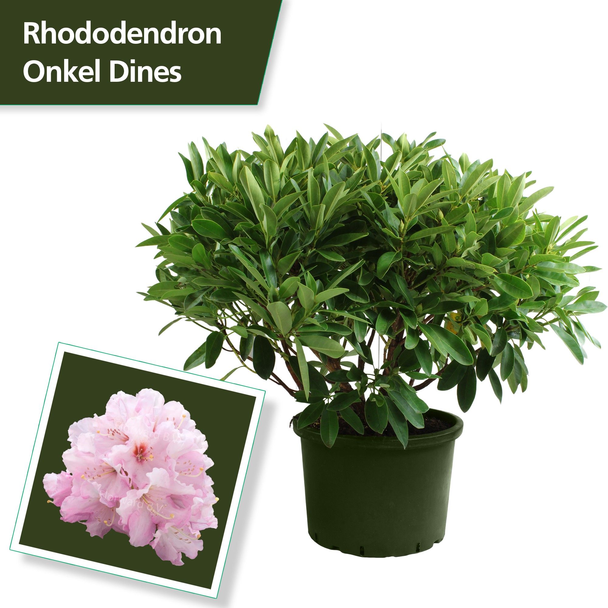 Rhodo. 'Onkel Dines' light pink, D 47