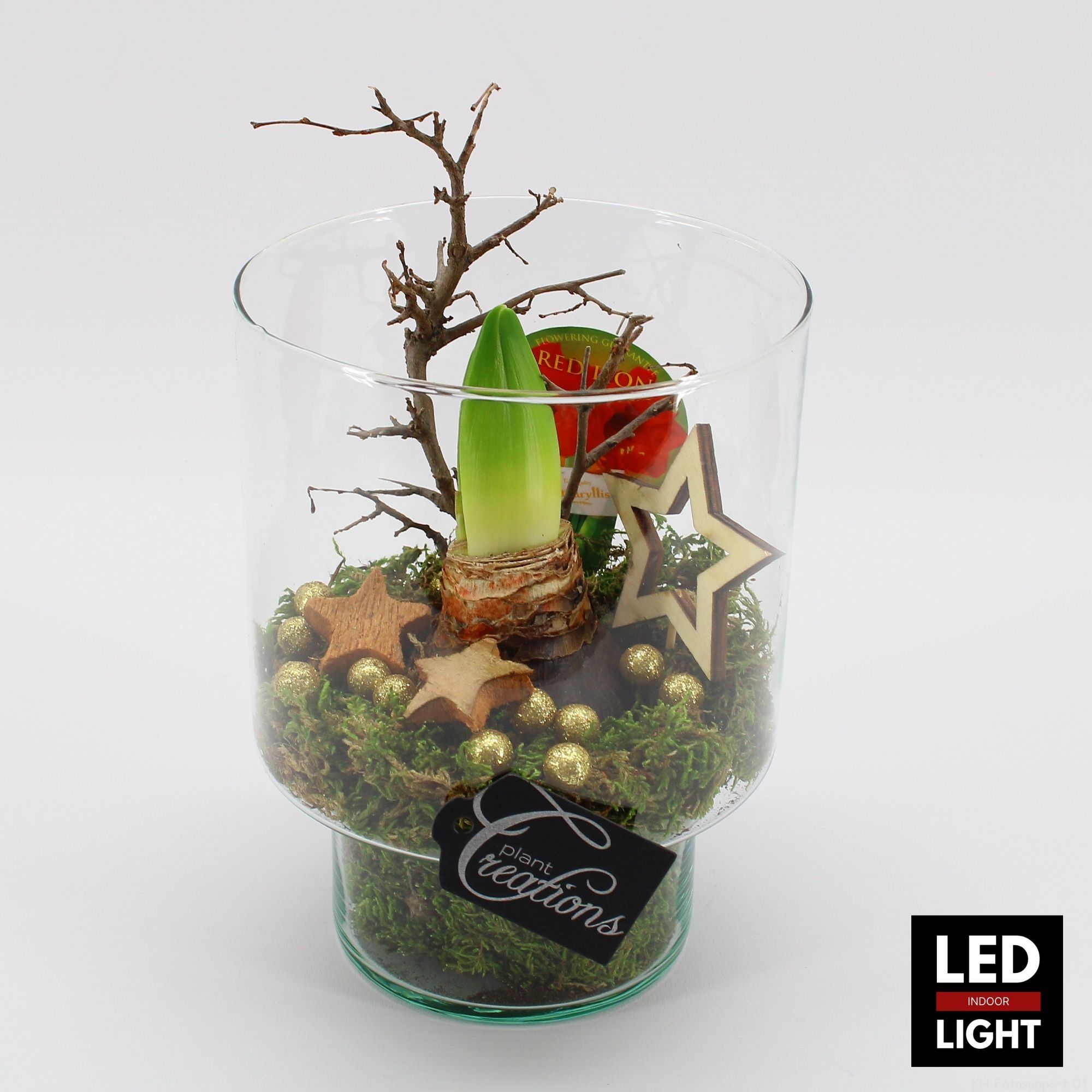 HICR-2505RLED Kerst Amaryllis, D 15 cm