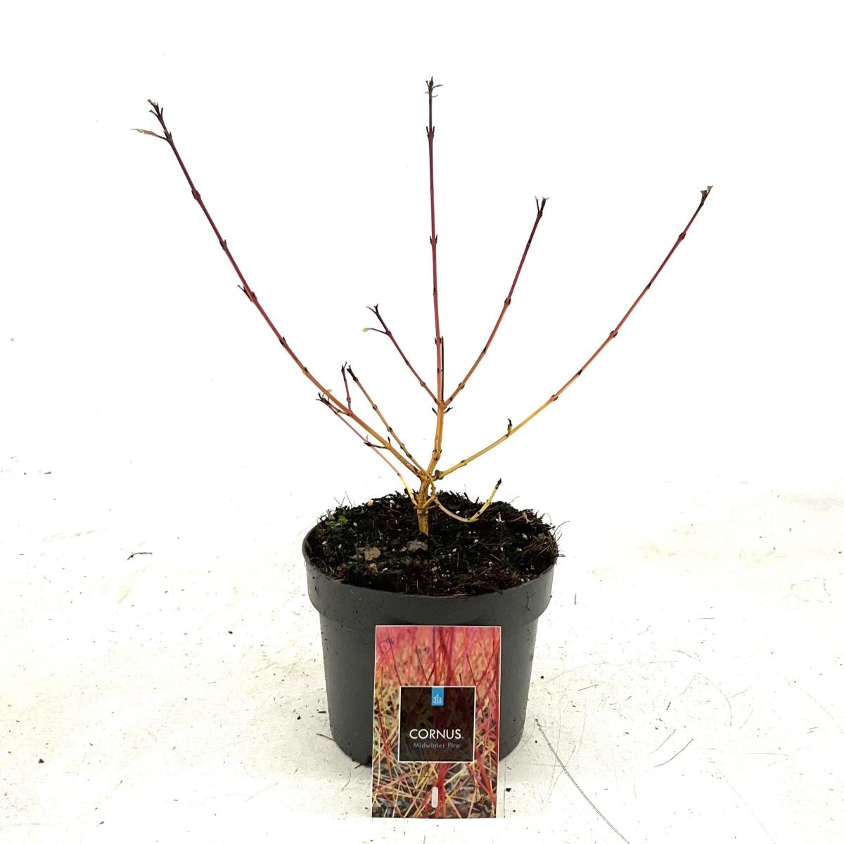 Cornus sang. 'Midwinter Fire', D 17