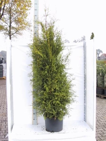 Thuja occidentalis 'Brabant', D 35