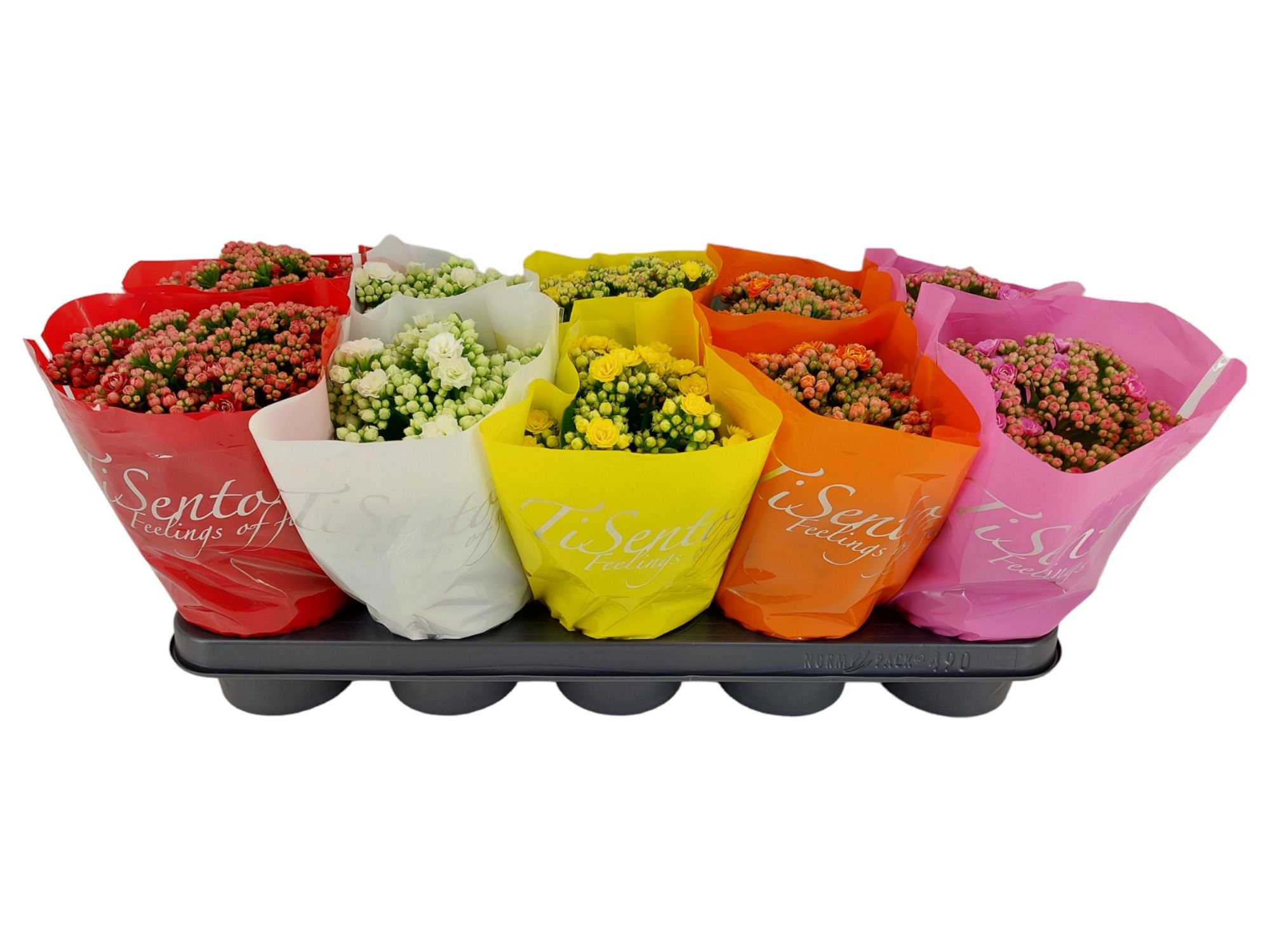 Calandiva 12 cm - CPP (Recycled Materials) Sleeve, D 12