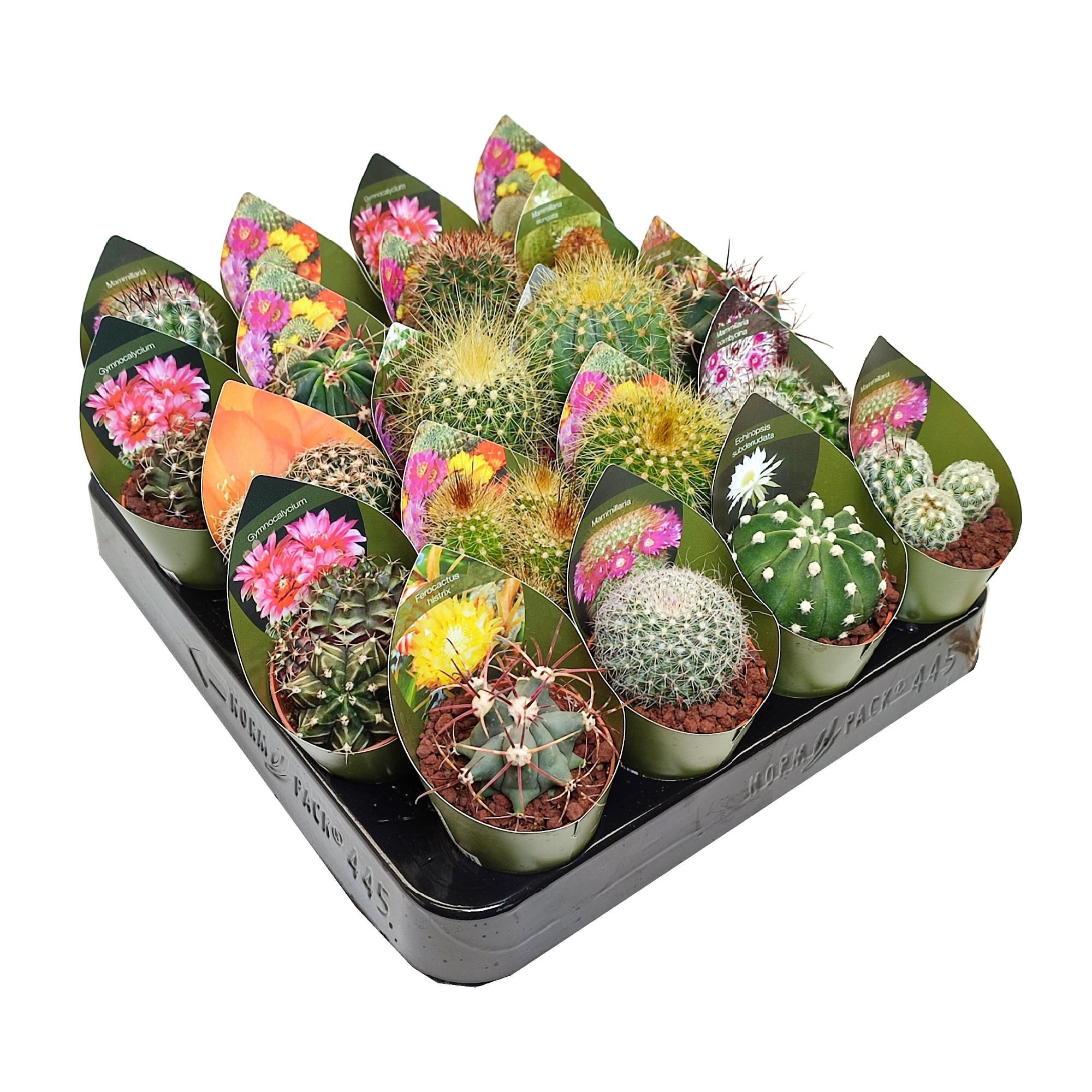 MIX CACTUS POT Ø 5,5 - TRAY 20 PCS WITH POTCOVER (CACTUS), D 5,5