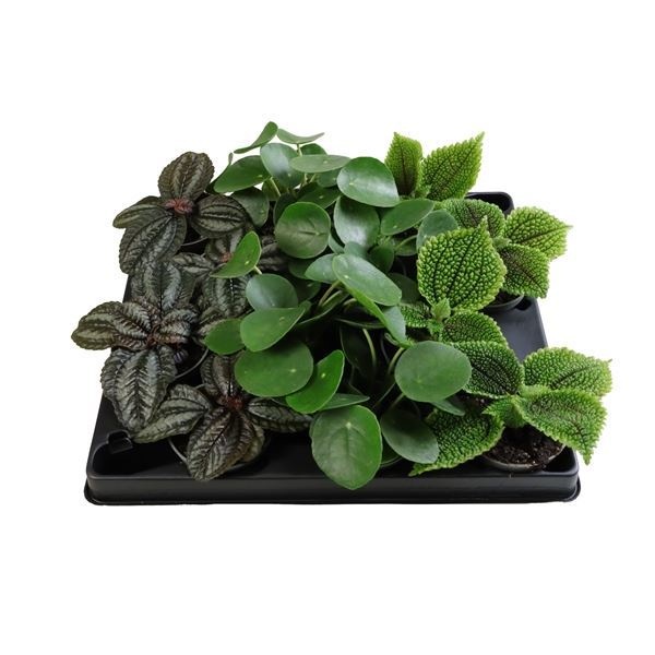 Pilea Mix, D 6 cm