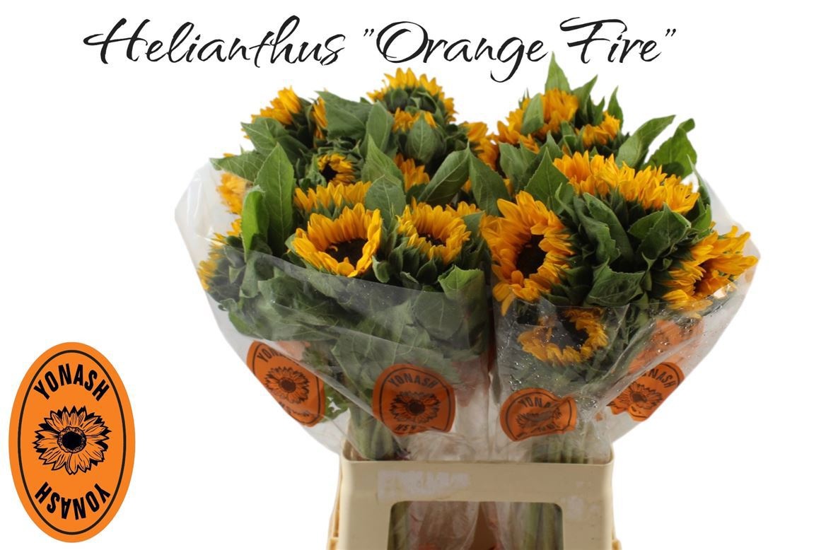 Гелиантус Оранж Фае 65 (оранж.), шт.