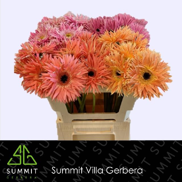 Гербера Спайдер Геменгд, шт.