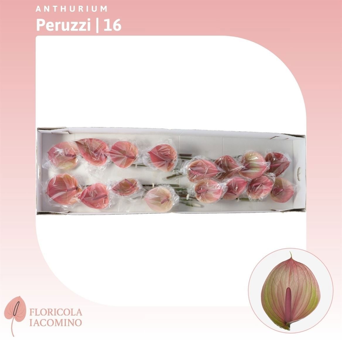 Антуриум Перуччи (розово-зел.), шт.