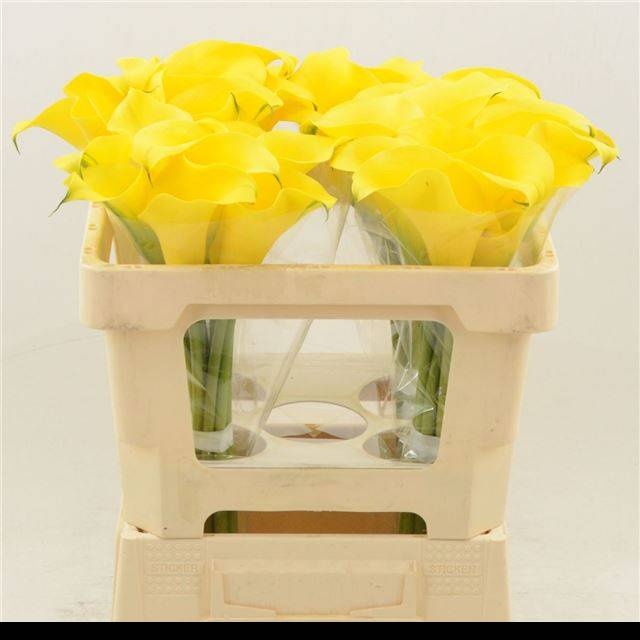 Калла Саня 50, шт.