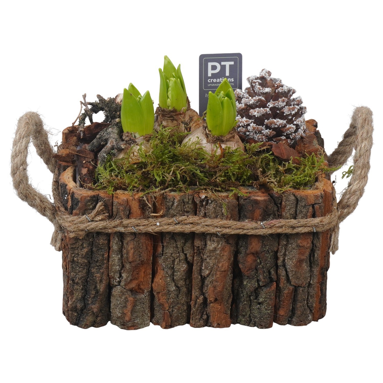 PTWH4005 Arrangement Winter Hyacint in houten bak, D 20