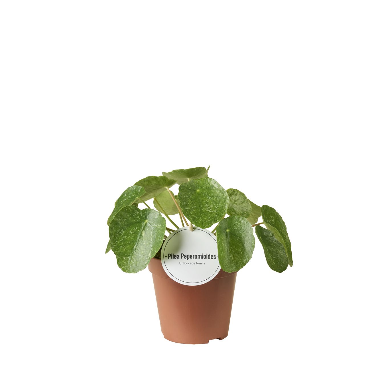 Pilea Sugar, D 13