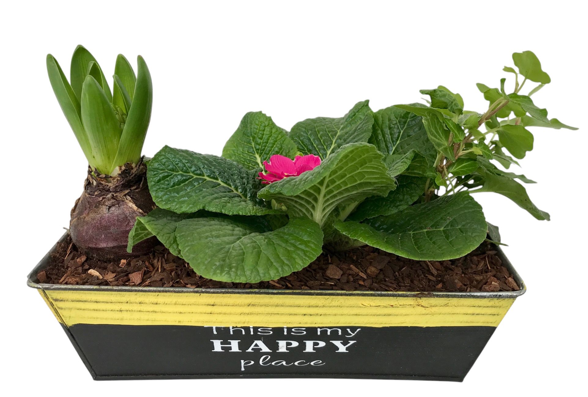 Primula Happy Zink rechthoek Prim + Hyacint + Hedera 644, D 20