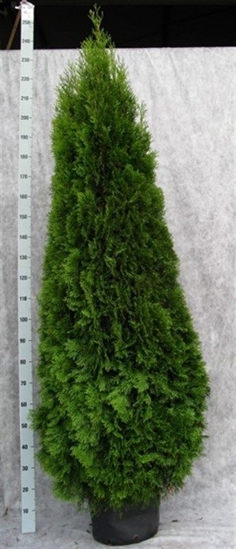 Thuja occidentalis 'Smaragd', D 36