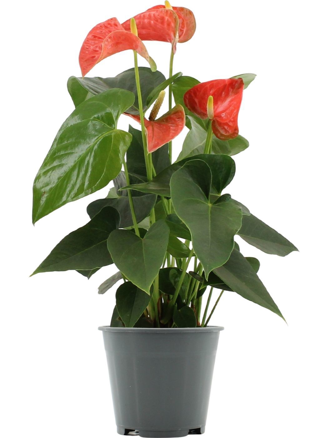 Anthurium 14 cm Prince of Orange in transparant sleeve, D 14