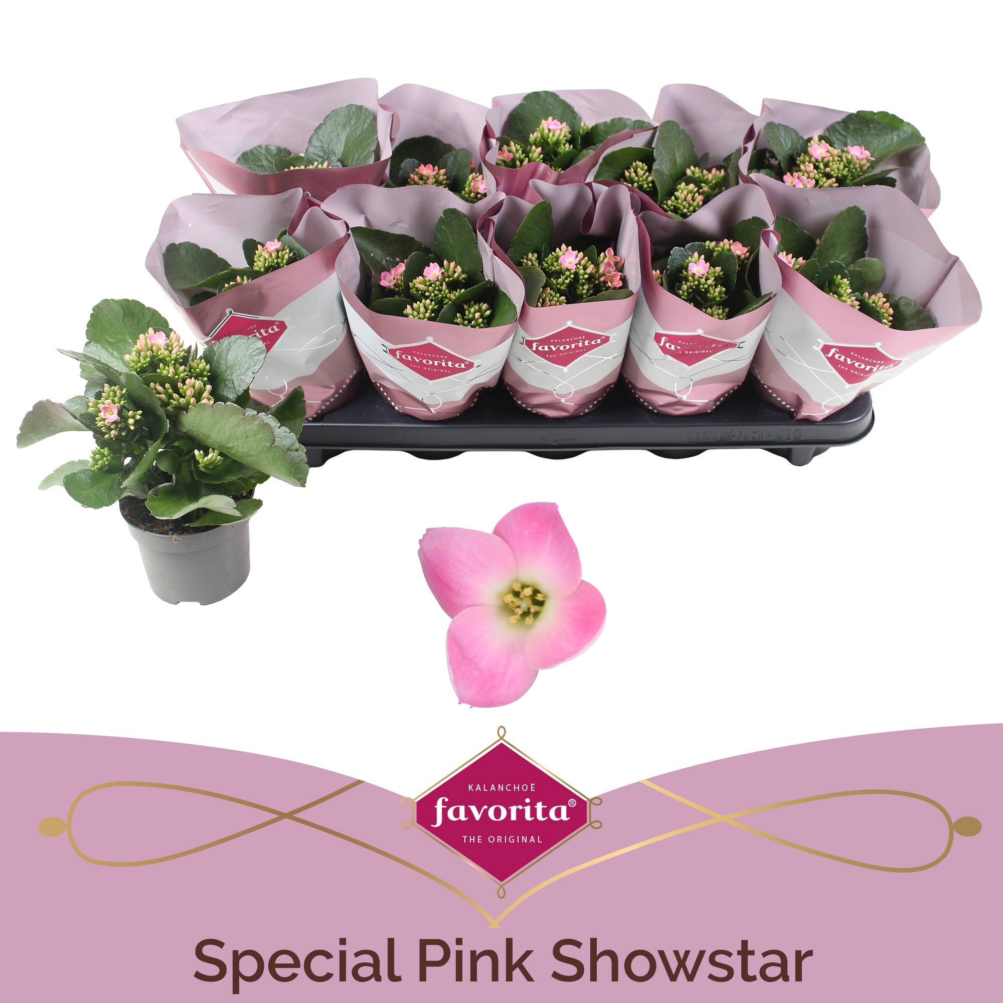 Kalanchoë Favorita Special Pink Showstar, D 10,5 cm