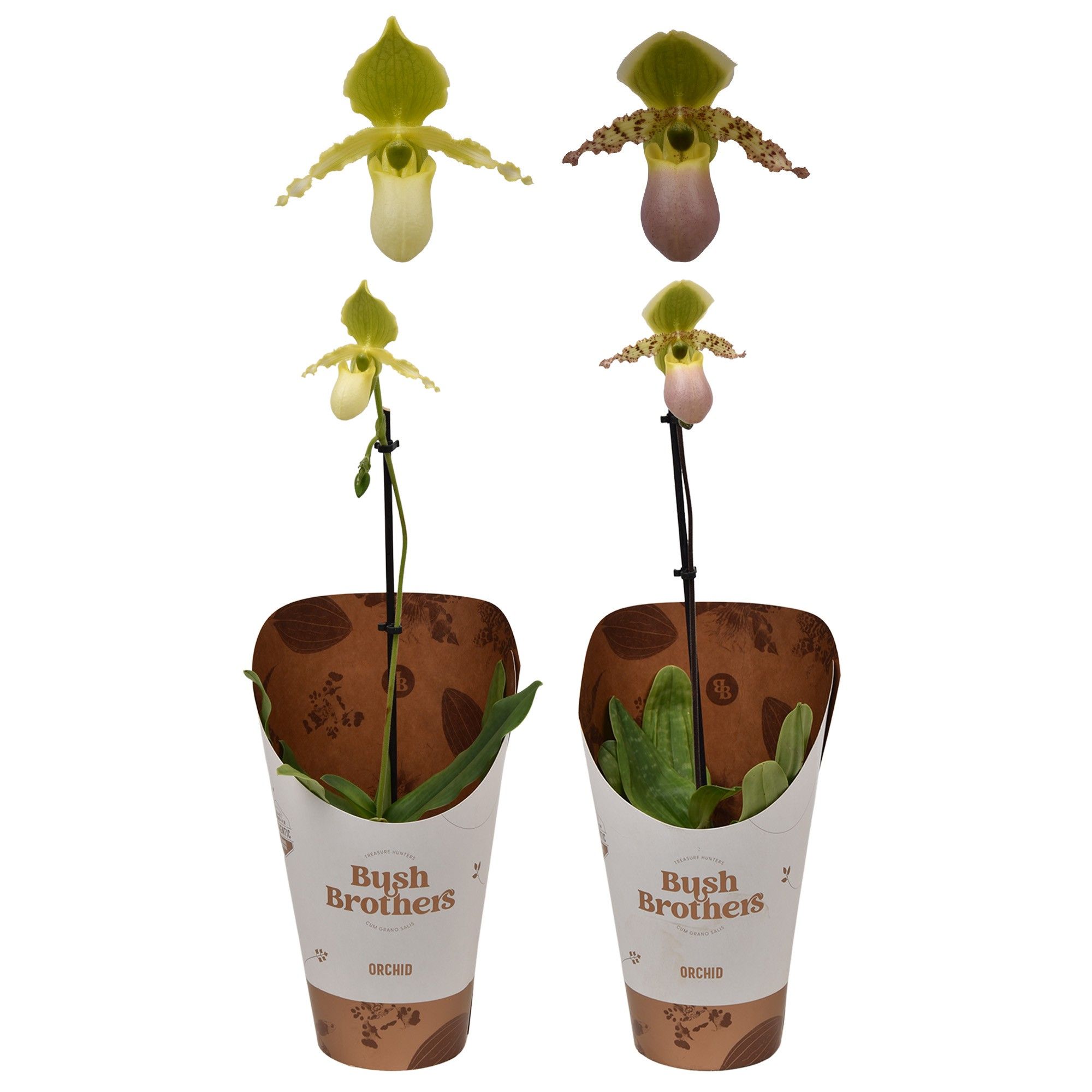 Paphiopedilum Pinocchio 1 tak 12 cm, D 12