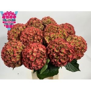 Гортензия Роял Анастасия Классик 60, шт.