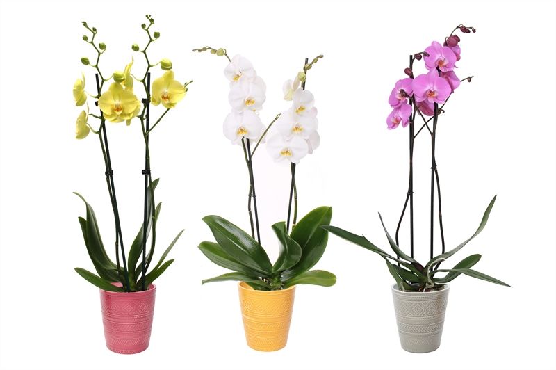 Zoe p12 tribal safari mix Phal mix 2T14+, D 12 cm