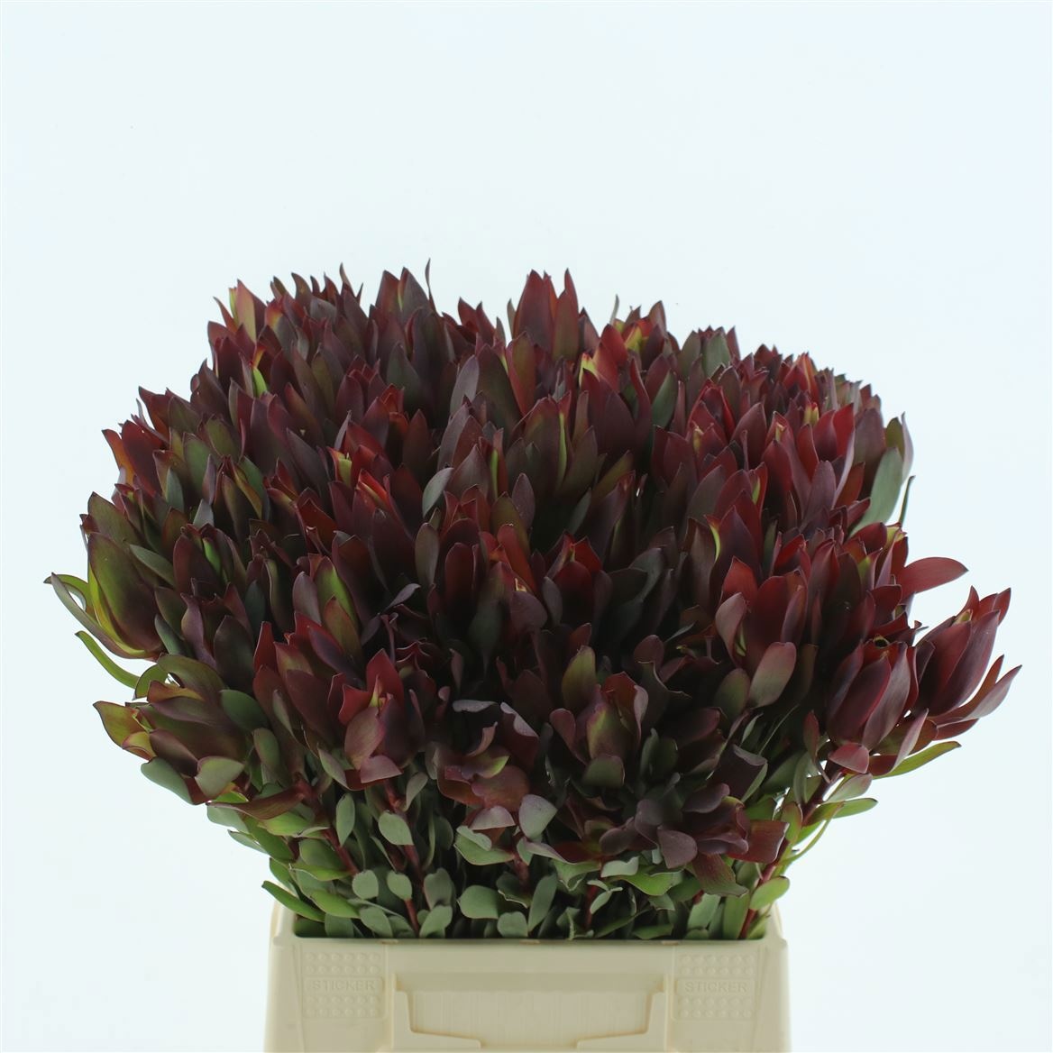 Леукадендрон Сафари Сансет 50 (красн.), шт.