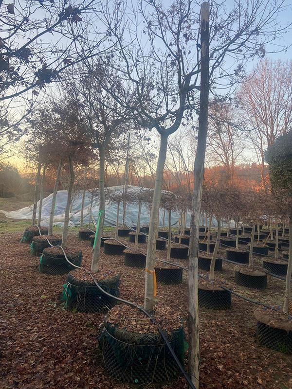 Acer pal. 'Green', D 80