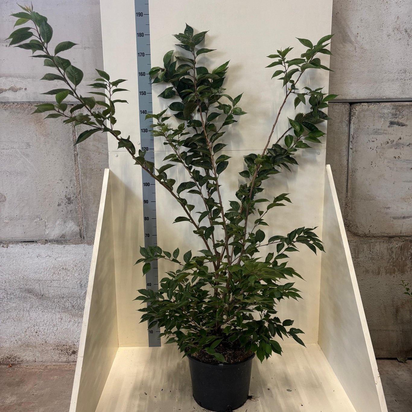 Prunus 'Accolade', D 40 cm